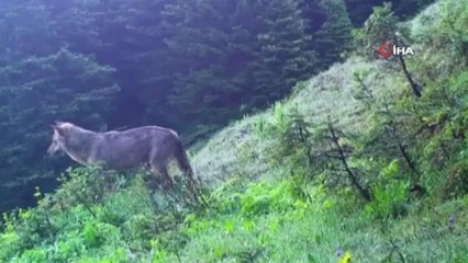 Uludağ'daki yaban hayatı böyle görüntülendi