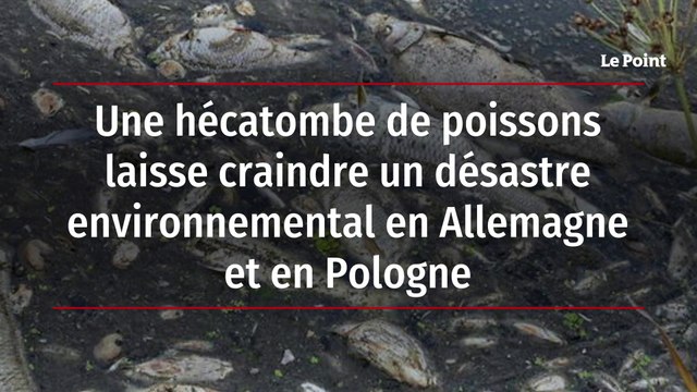 Une hécatombe de poissons laisse craindre un désastre environnemental en Allemagne et en Pologne