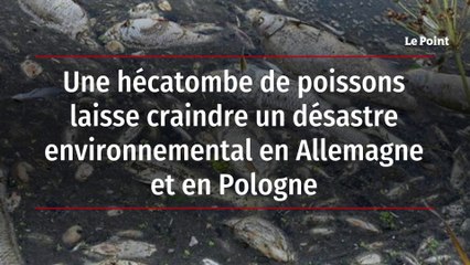 Une hécatombe de poissons laisse craindre un désastre environnemental en Allemagne et en Pologne