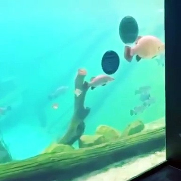 Ce dingue plonge dans un aquarium pour nager avec les poissons au zoo de Sydney