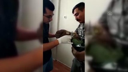Yılanı bütün halde yutmaya çalışan kartal boğulmadan kurtarıldı