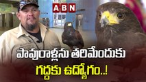 పావురాళ్లను తరిమేందుకు గద్దకు ఉద్యోగం..! | Falcon scares problem pigeons from San Fran metro | ABN