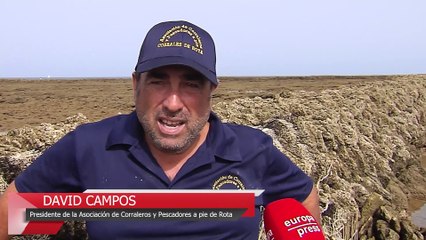 Los corrales de Rota acogen la pesca tradicional a la espera de ser Patrimonio de la Humanidad