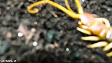 15 Most Dangerous Animals You Should Run From