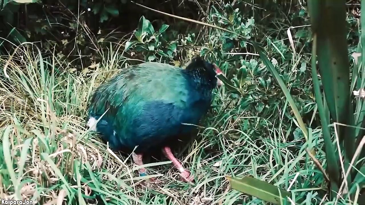 15 Animals That Came Back From Extinction