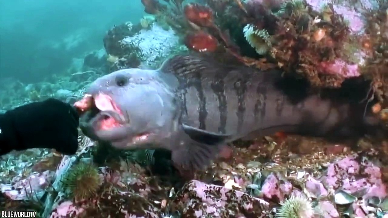 15 Weird Animals That Give You Chills