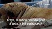 Freya, le morse star d'Oslo, euthanasié