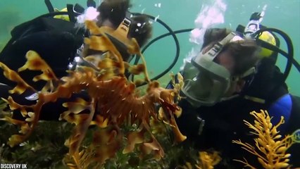 15 Strangest Animals That Are Hard To Believe Are Real