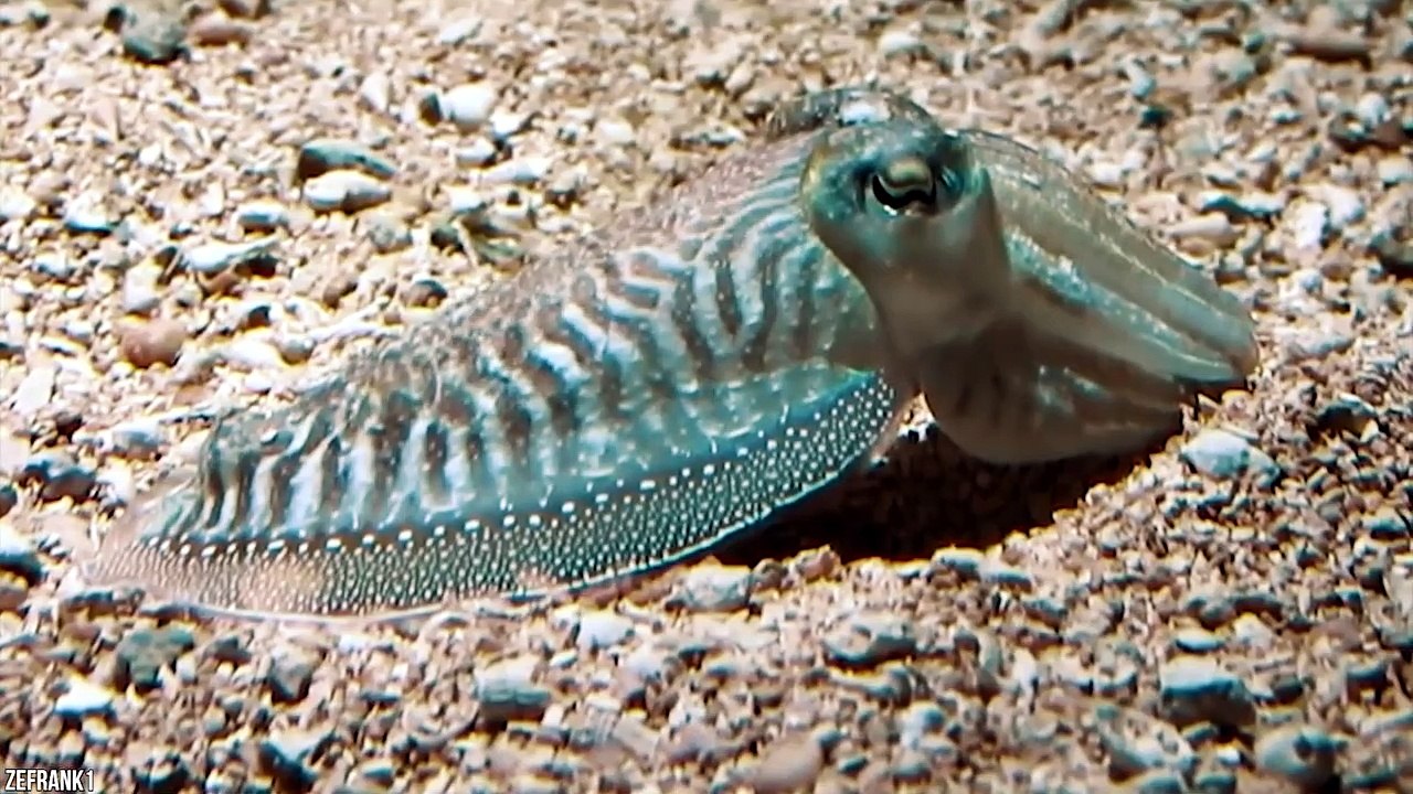 15 Unique Animals You Won’t Believe Exist