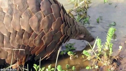 15 Wild Animals That Have Rarely Ever Been Seen