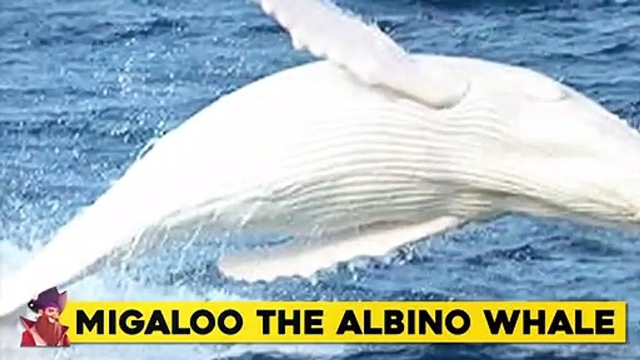 15 Whales You Won’t Believe Actually Exist