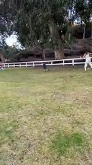 Kid tackles woman playing soccer