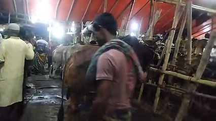 My First Cow Vlogs | গরুর দাম নিয়ে দরকষাকষী বিস্তারিত দেখুন