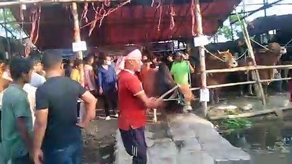 My First Cow Vlogs | Big cow price with weigh 2022