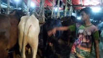My First Cow Vlogs | ক্রেতা ও বিক্রেতা গরু দাম নিয়ে দর কষাকষী