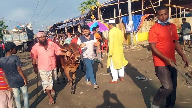 My First Cow Vlogs, Cattle market price 2022, bhai gorur dam koto 2022,cow price 2022,