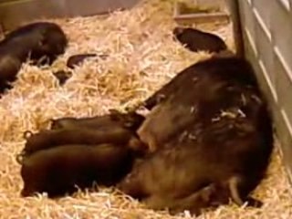 Salon de l'Agriculture : un maman truie se fait têter...