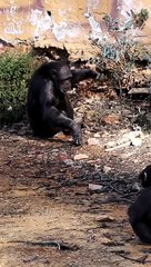 gorilla #short #shortsvideo #shortsyoutube #shorts