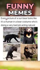 These Memes Are Funny