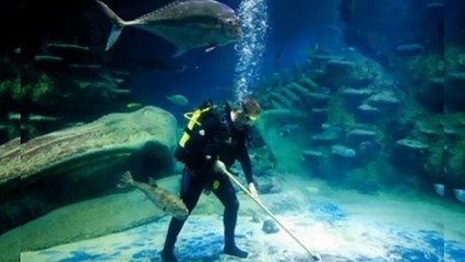 Did You Know? The Shark Tank Cleaner || FACTS || TRIVIA