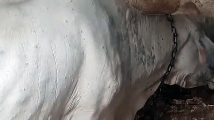 बेखबरों के शहर में बढ़ रहा रोग, मर रहे गोवंश....