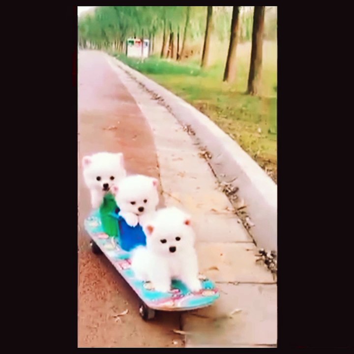 cat video