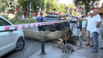 SARIYER'DE AĞAÇ DEVRİLDİ YOL TRAFİĞE KAPANDI