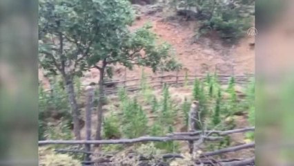 197 bin 756 kök Hint keneviri ele geçirildi