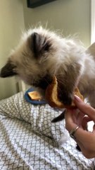 Nova the Kitten Does Not Want to Surrender Toast