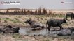 Из-за засухи исчезают Месопотамские болота