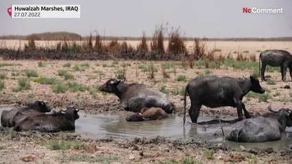Из-за засухи исчезают Месопотамские болота