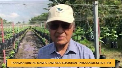 Tanaman kontan mampu tampung kejatuhan harga sawit,getah - PM