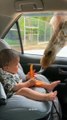 Giraffe Snags Snack From Baby