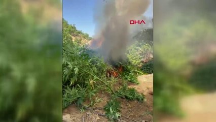 Bingöl gündem haberleri: BİNGÖL-BİNGÖL'DE 197 BİN KÖK KENEVİR BİTKİSİ ELE GEÇİRİLDİ