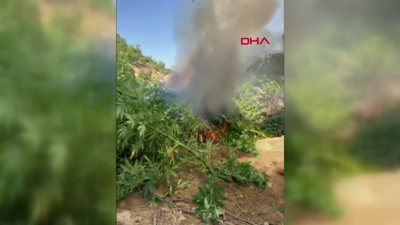 Bingöl gündem haberleri: BİNGÖL-BİNGÖL'DE 197 BİN KÖK KENEVİR BİTKİSİ ELE GEÇİRİLDİ