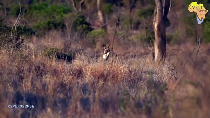 Most fearless roar I have ever heard from MANDEVU