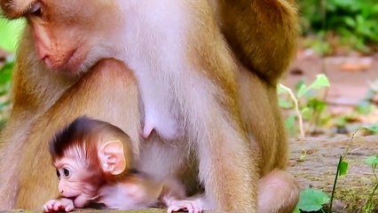 8=Oh ho! Rainbow eating rock that she think that is the breast