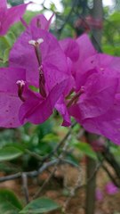 Pink Bougainvillea Blooms 🌸