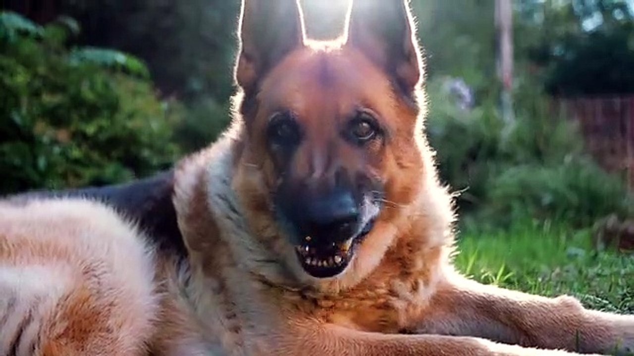 Dogs video