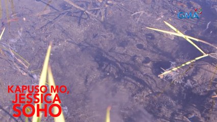 BAHAGI NG LAGUNA LAKE AT TUBIG SA SAKAHAN SA KALINGA, BAKIT BUMUBULA? | Kapuso Mo, Jessica Soho
