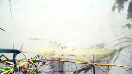 NHÀ ĐẤT CHÍNH CHỦ | KÉO LƯỚI KIẾM MỚ CÁ CHIỀU LAI RAI #nhadatchinhchu, #amthuc, #batca