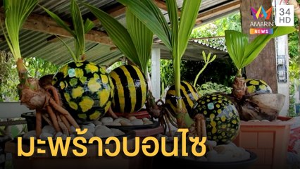 ไอเดียแปลกปลูกต้นมะพร้าวบอนไซ นำมาตกแต่งสีขายได้ราคาดี | ข่าวเที่ยงอมรินทร์ | 15 ส.ค.65