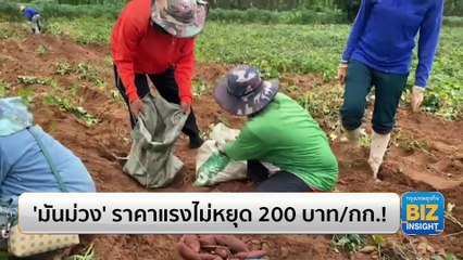 ‘มันม่วง’ ราคาแรงไม่หยุด 200 บาท/กก.!!