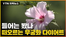 [자막뉴스] 히비스커스보다 3배 더...? 새로운 효능 발견 / YTN