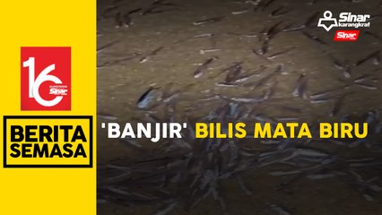 Ikan bilis mata biru 'naik' ke Pulau Pangkor