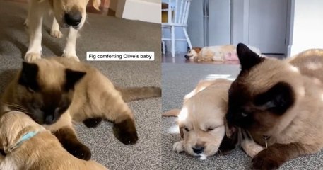 Ce chat réconforte un chiot en train de pleurer : la vidéo devient virale !