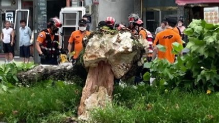 폭우로 쓰러진 가로수...차량 덮쳐 일가족 3명 부상 / YTN