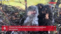 Korkusuzca kartal yuvasına tırmandı, yavrularını görüntüledi