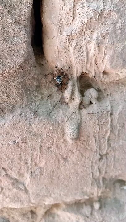 Ants Attack on the bee #attack #bee #ants