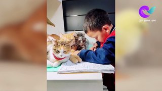 Funny Cats And Dogs Videos #2 -Funniest Cat Videos - Dog Videos - Cute Animals Videos